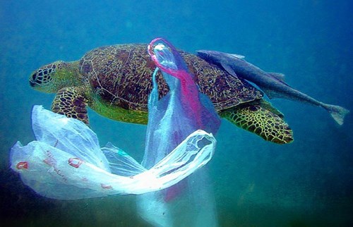 Tác hại của rác thải nhựa đối với môi trường và sức khỏe con người